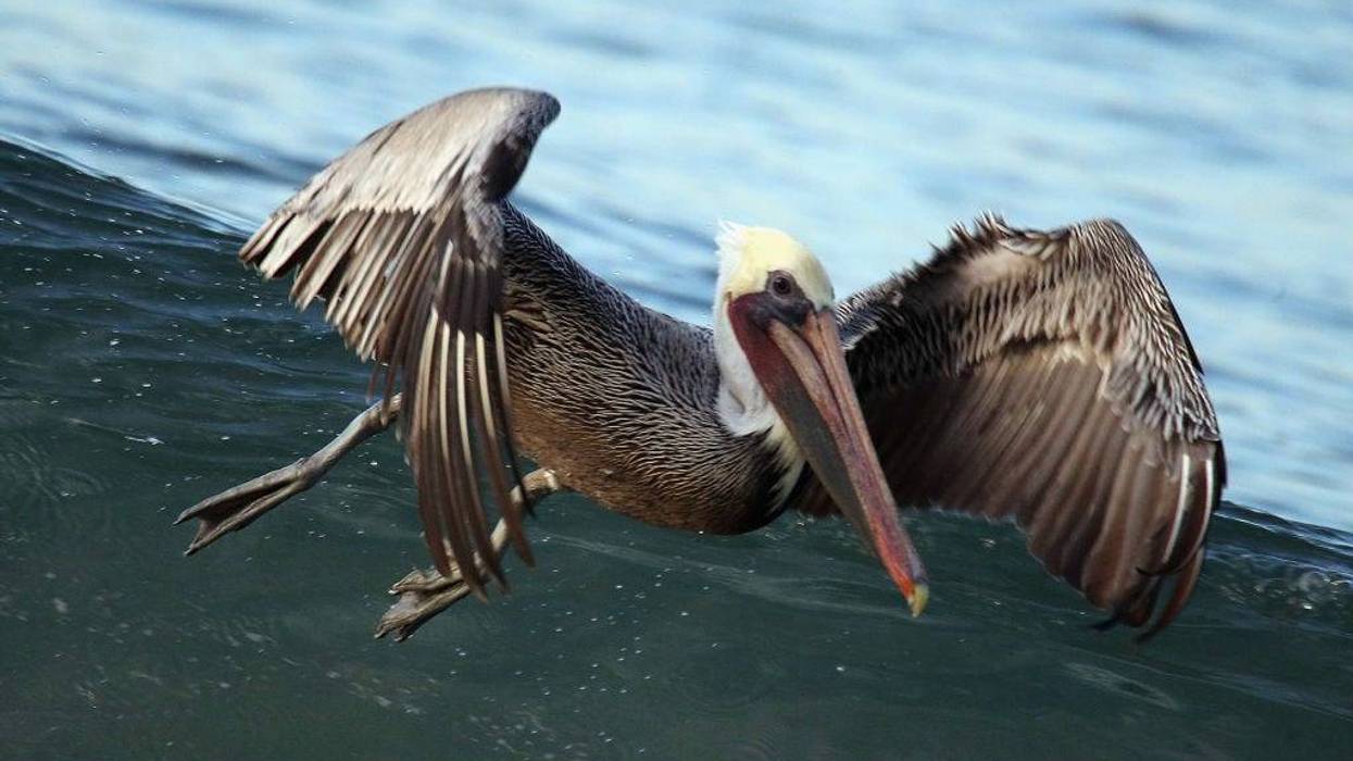 A Brown pelican flies over surfers during the early morning hours at El Porto Beach on December 11, 2019 in Manhattan Beach, California. (Photo by Bruce Bennett/Getty Images)