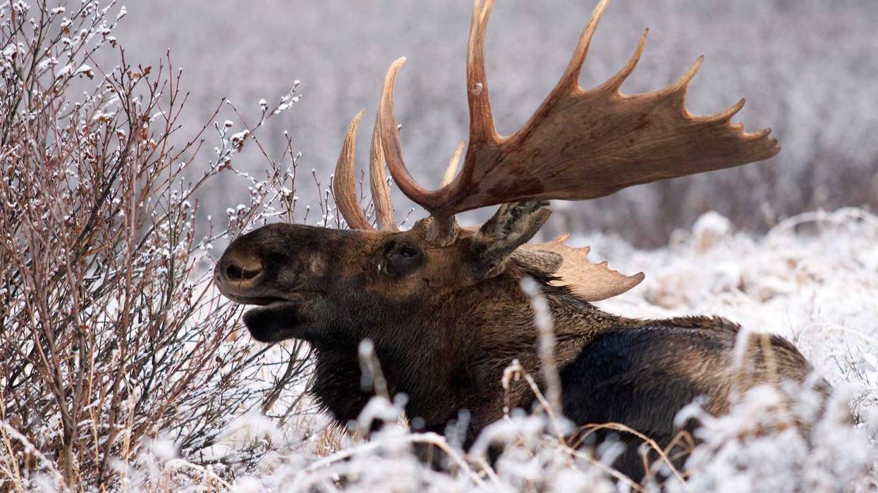 A bull moose calls out a challenge from his bed amidst the season's first snow in Alaska's Chugach State Park.