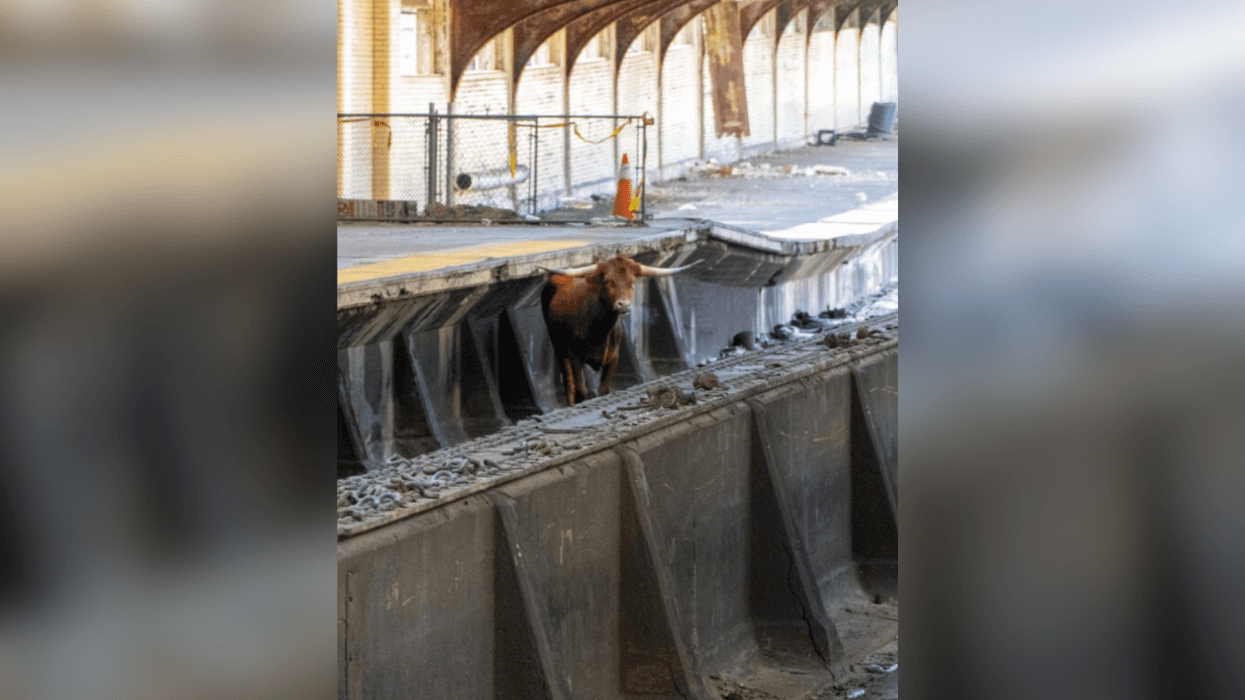 A bull on the loose at Newark Penn Station on Dec. 14, 2023.