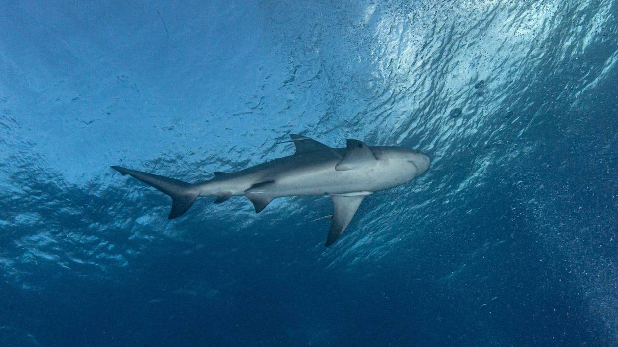 A bull shark in the Bahamas.