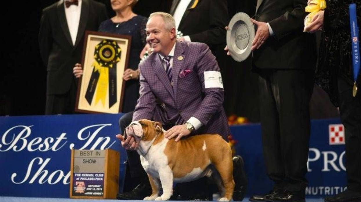 A Bulldog named "Thor" poses for a photo after he wins "Best in Show" at the Greater Philadelphia Expo Center.
