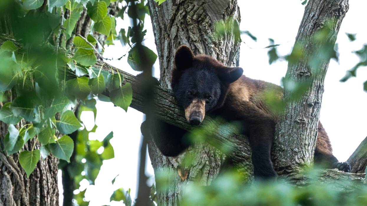 A burly black bear drew quite a crowd while wildlife officials worked to capture and relocate the animal after it scaled a tall tree in a Traverse City neighborhood over the weekend.
