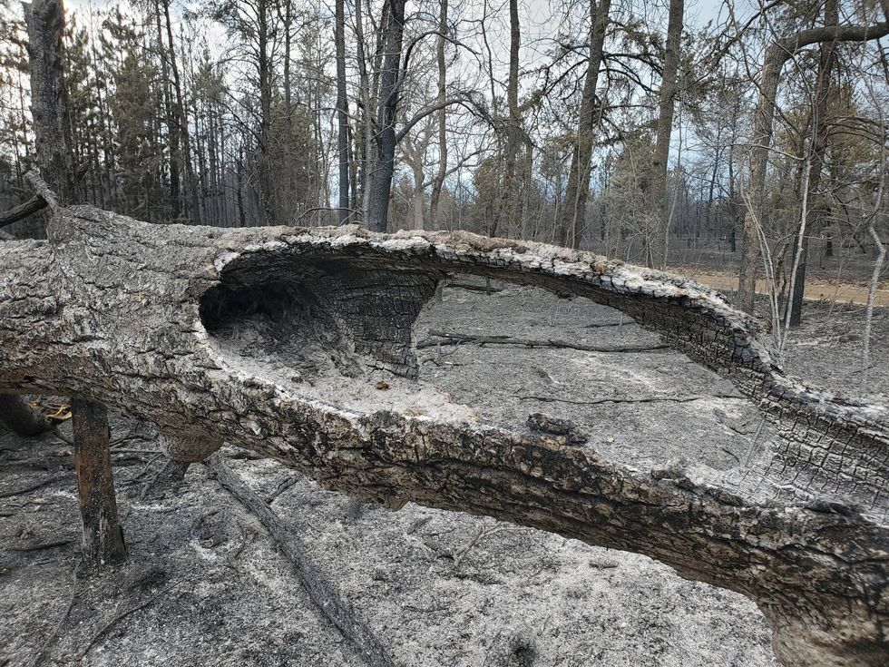 A burned log and ashes remain following the Blue Lakes Fire.