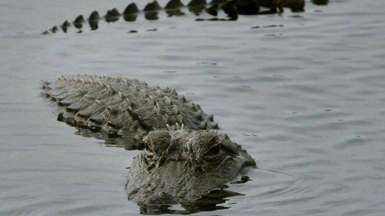 A California girl was attacked by an alligator