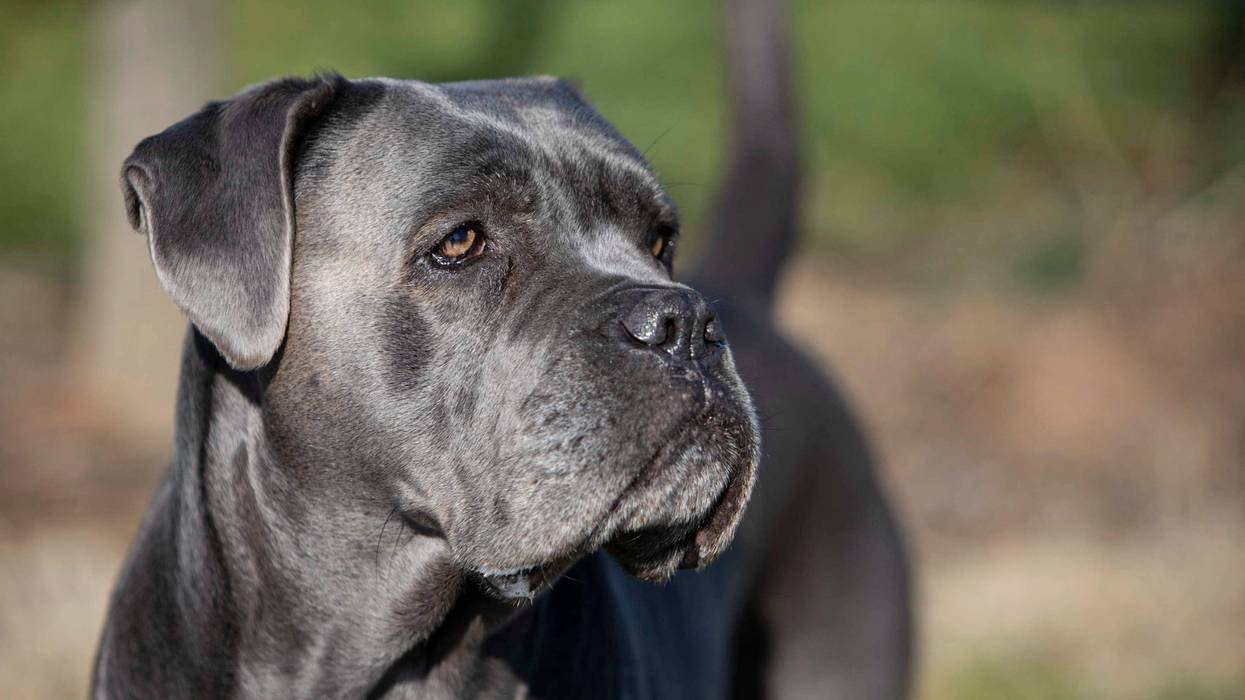 A Cane Corso dog