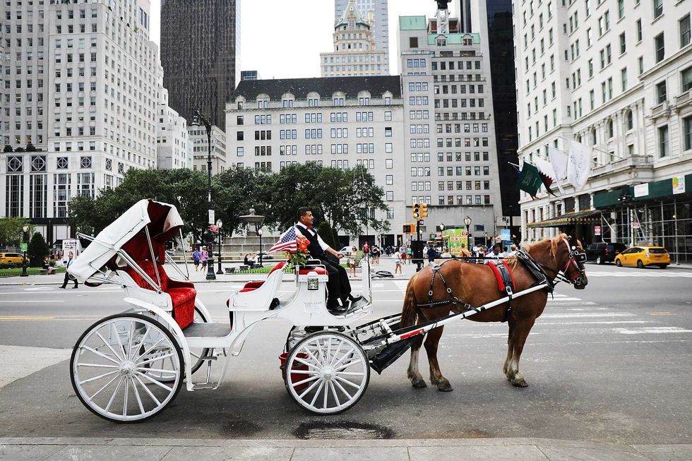 A carriage horse and driver pause near Central Park. The industry has faced increased scrutiny in recent years