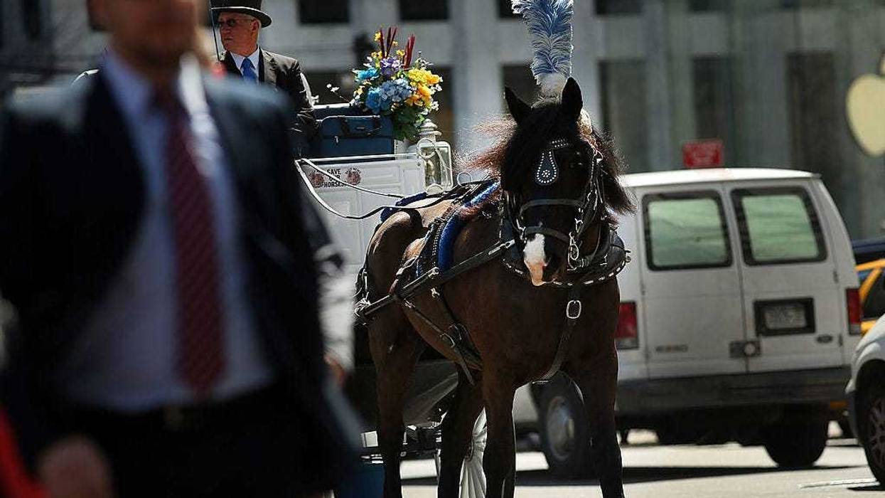 A carriage horse and driver travel down the street near Central Park on April 21, 2014 in New York City.