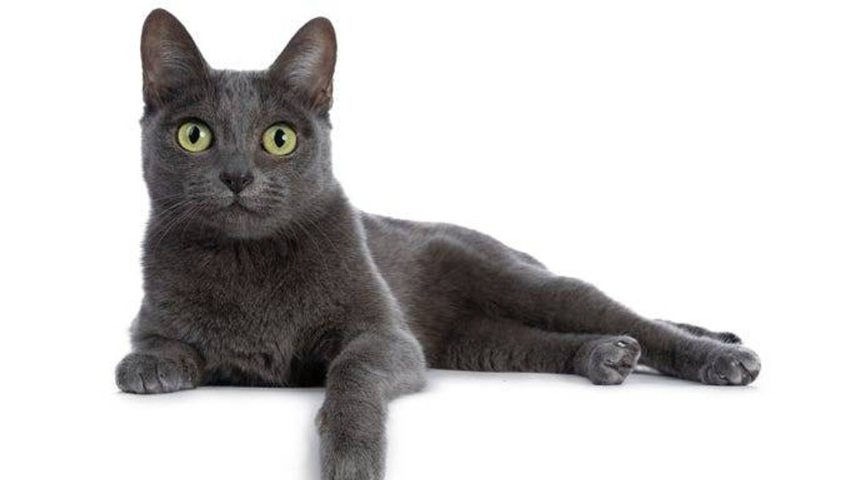 A cat.