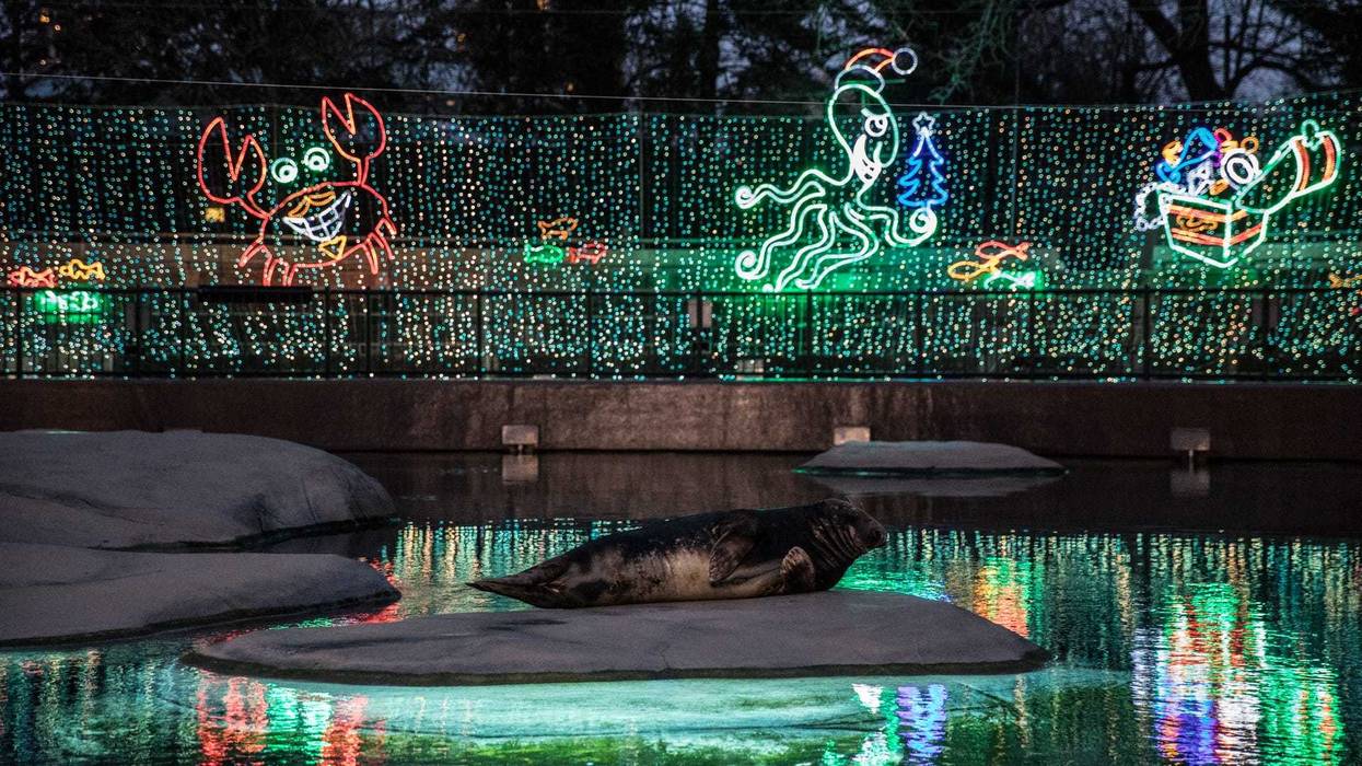 A cherished Chicago holiday tradition, Lincoln Park Zoo’s 27th annual ZooLights Presented by ComEd and Invesco QQQ returns this November bringing seasonal joy! Tickets are required. Tickets are $5 per person Wednesday-Sunday and tickets are free Mondays and Tuesdays.