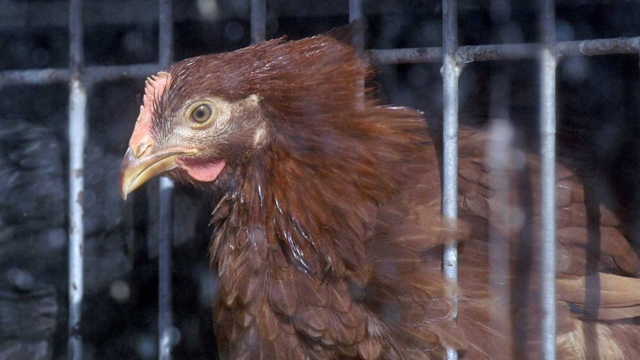 A chicken peers out of a cage at a live bird market in New York City