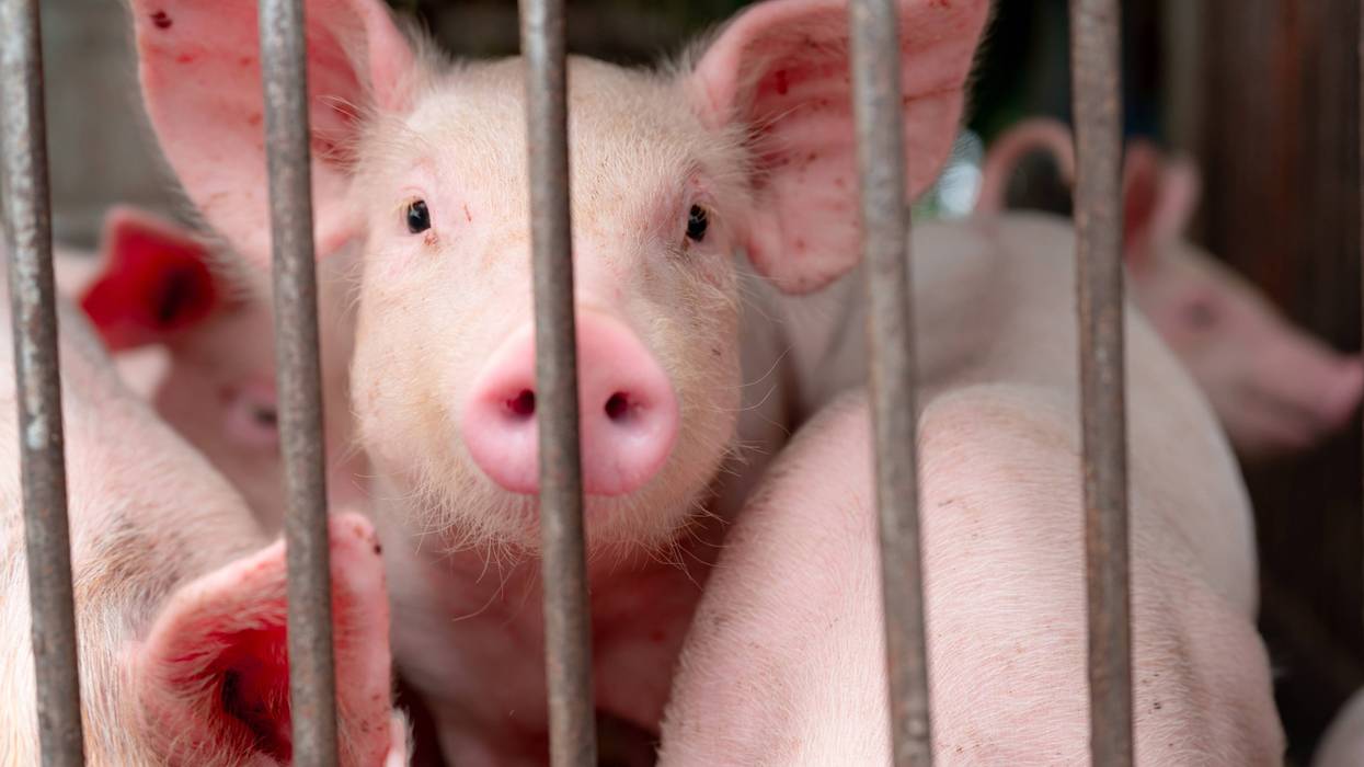 A child in Lapeer County has likely contracted the nation's first case of swine flu this year after coming into contract with sick pigs during the Oakland County Fair earlier this month.