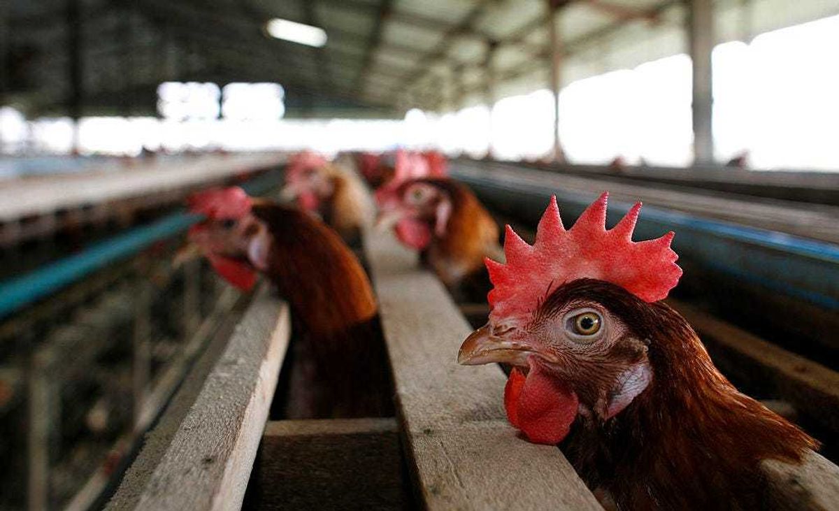 A class action lawsuit settlement seeking $181 million has been filed against major chicken processors.