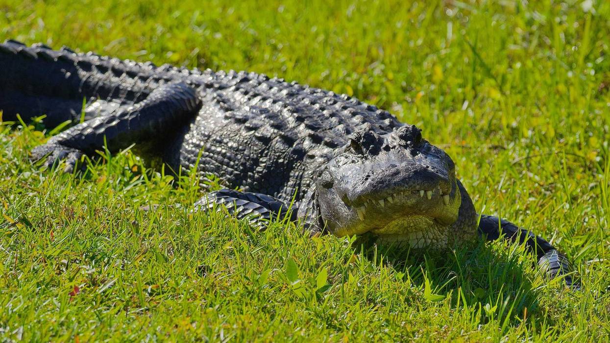 A closeup of an American alligator on the grass