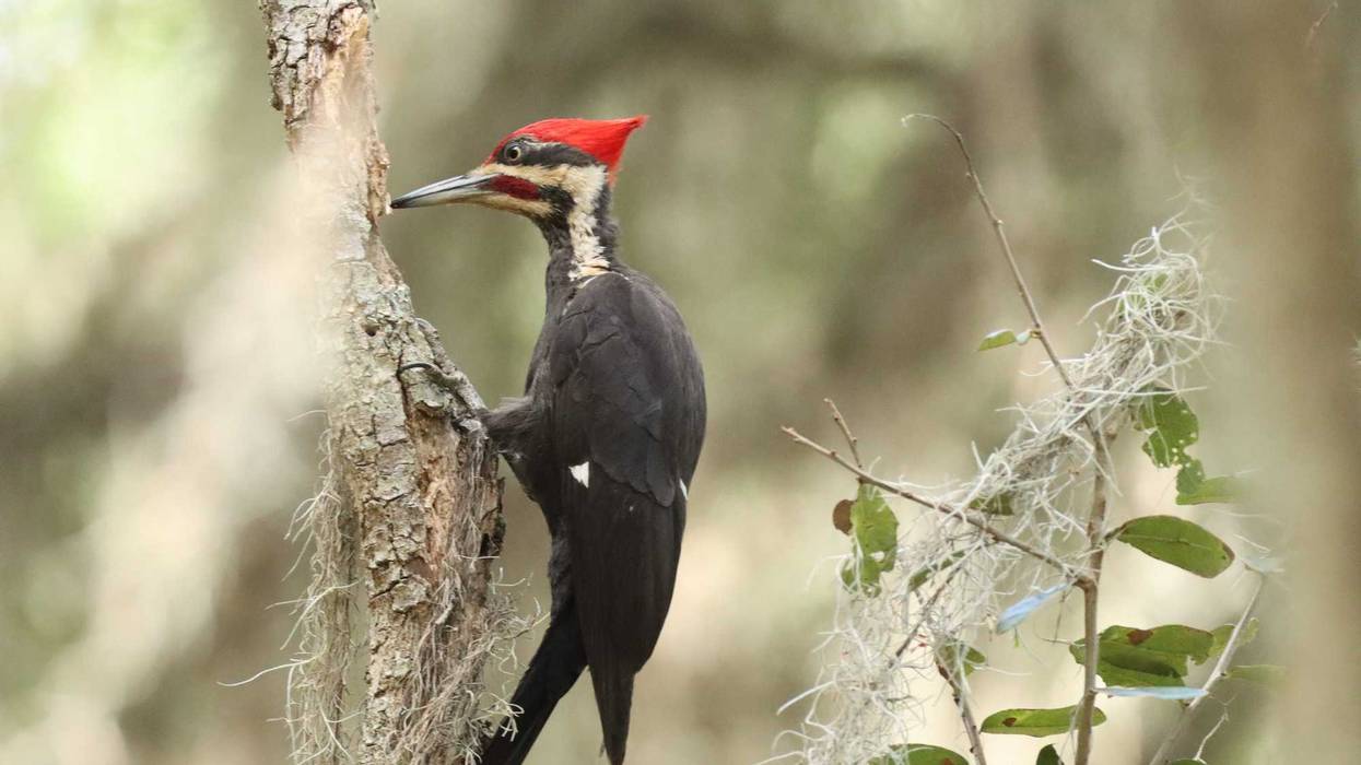 A closeup of the ivory-billed woodpecker.
