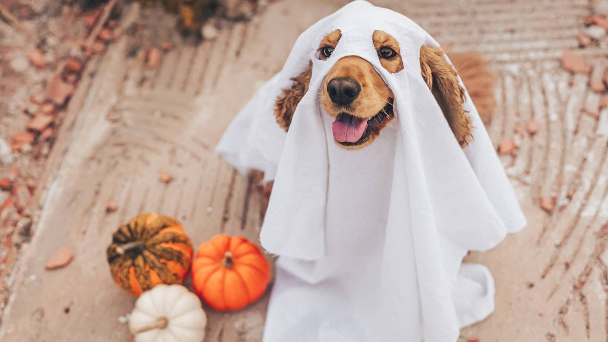 A cocker spaniel dog dressed in a ghost costume sits on the ground. Nearby are small pumpkins in various colors. The scene captures a playful Halloween theme.