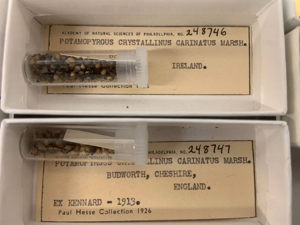 A collection of mud snails at the Academy of Natural Sciences of Drexel University.