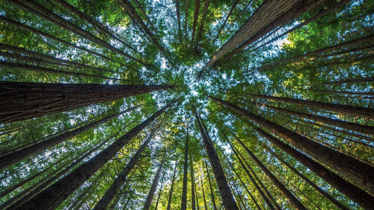 A collection of redwood trees in California.
