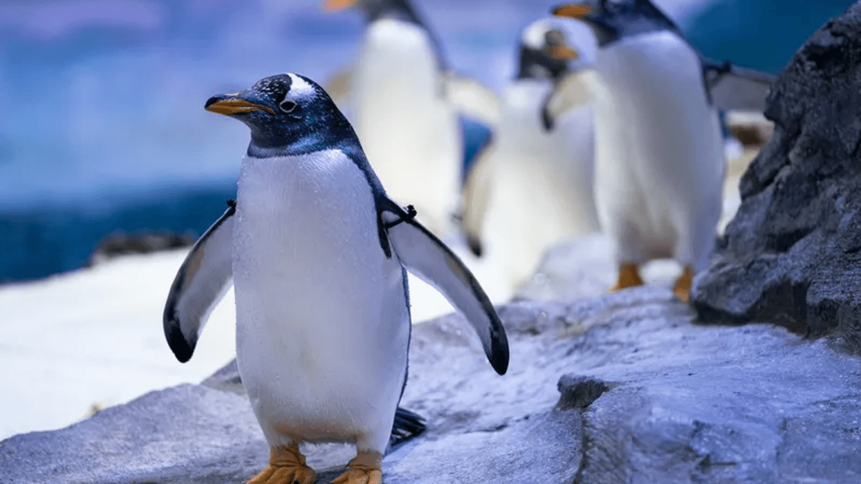 A colony of gentoo penguins waddles at the Polk Penguin Conservation Center in the Detroit Zoo.