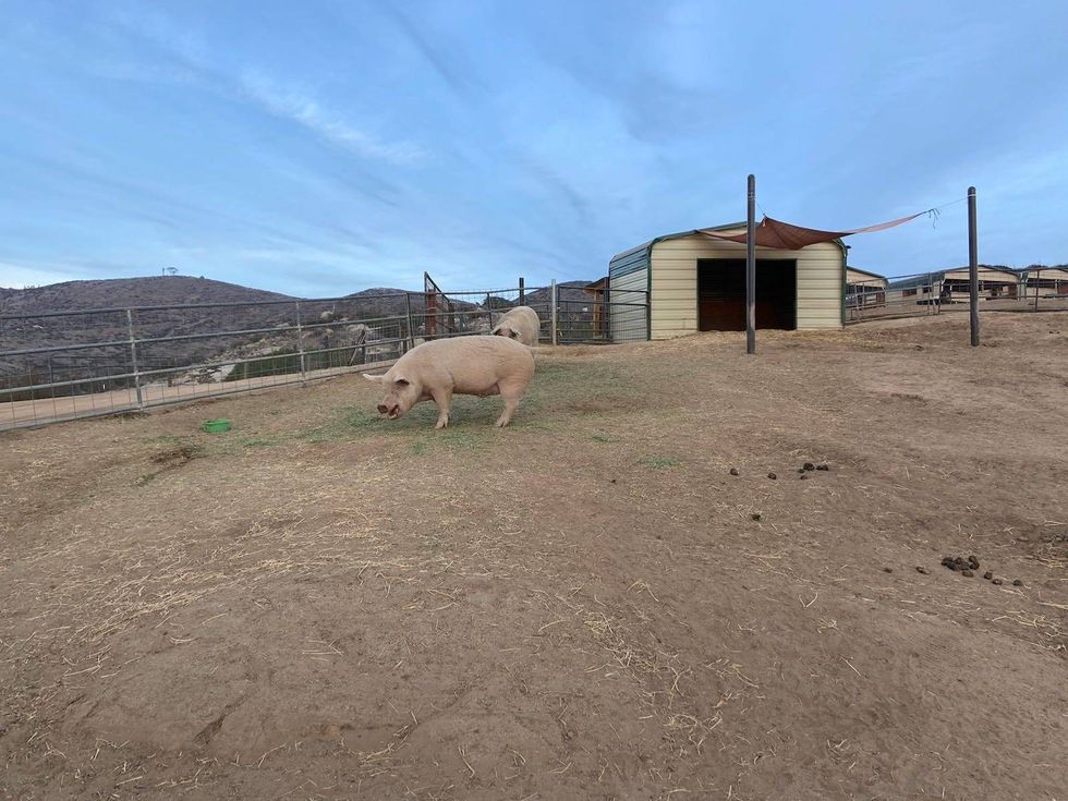 A couple of porcine residents at Sale Ranch Animal Sanctuary