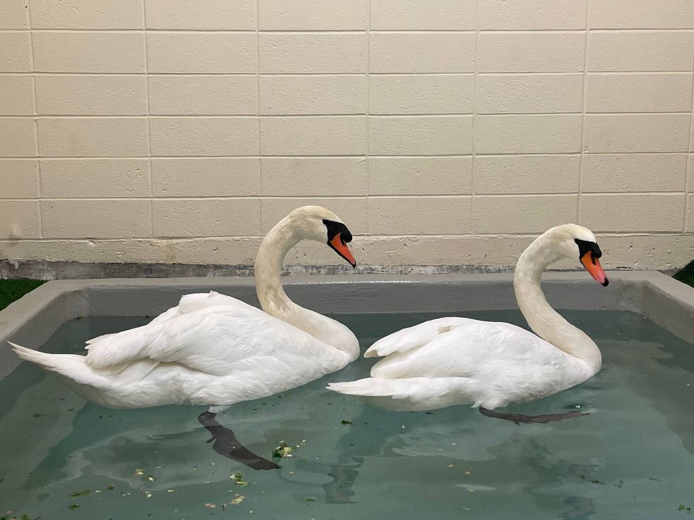 A couple of swans moved out of their palace home and into the San Francisco zoo after one fell ill.