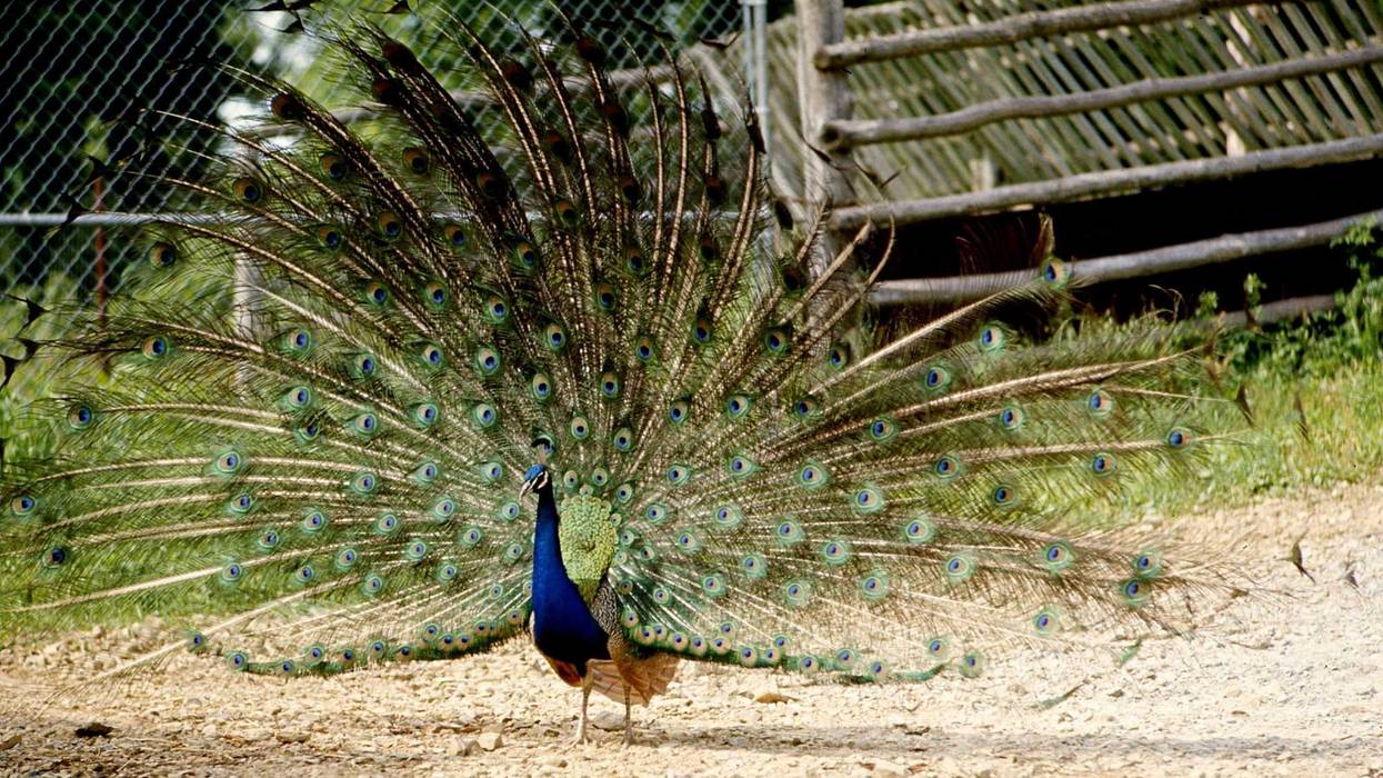A courting peacock spreads it finery at the facility of the Tennessee Game Farm June 8, 1975. 750608 D