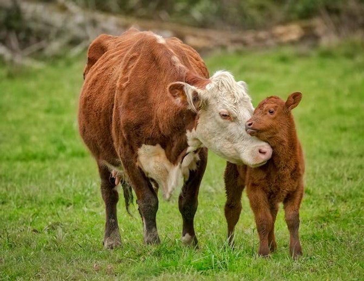 A cow and her baby