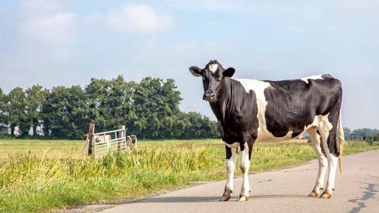 A cow stands in the middle of the row