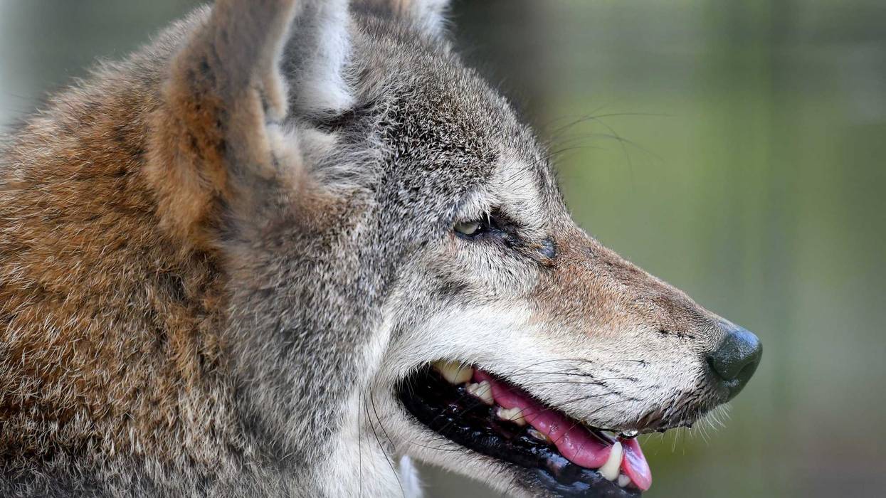 A coyote at Jungle Adventures, A Real Florida Animal Park,located on East Colonial Drive in Christmas, few miles west of the Brevard County line. They have many animals native to Florida that have been rescued from a variety of circumstances. Jungle Adven