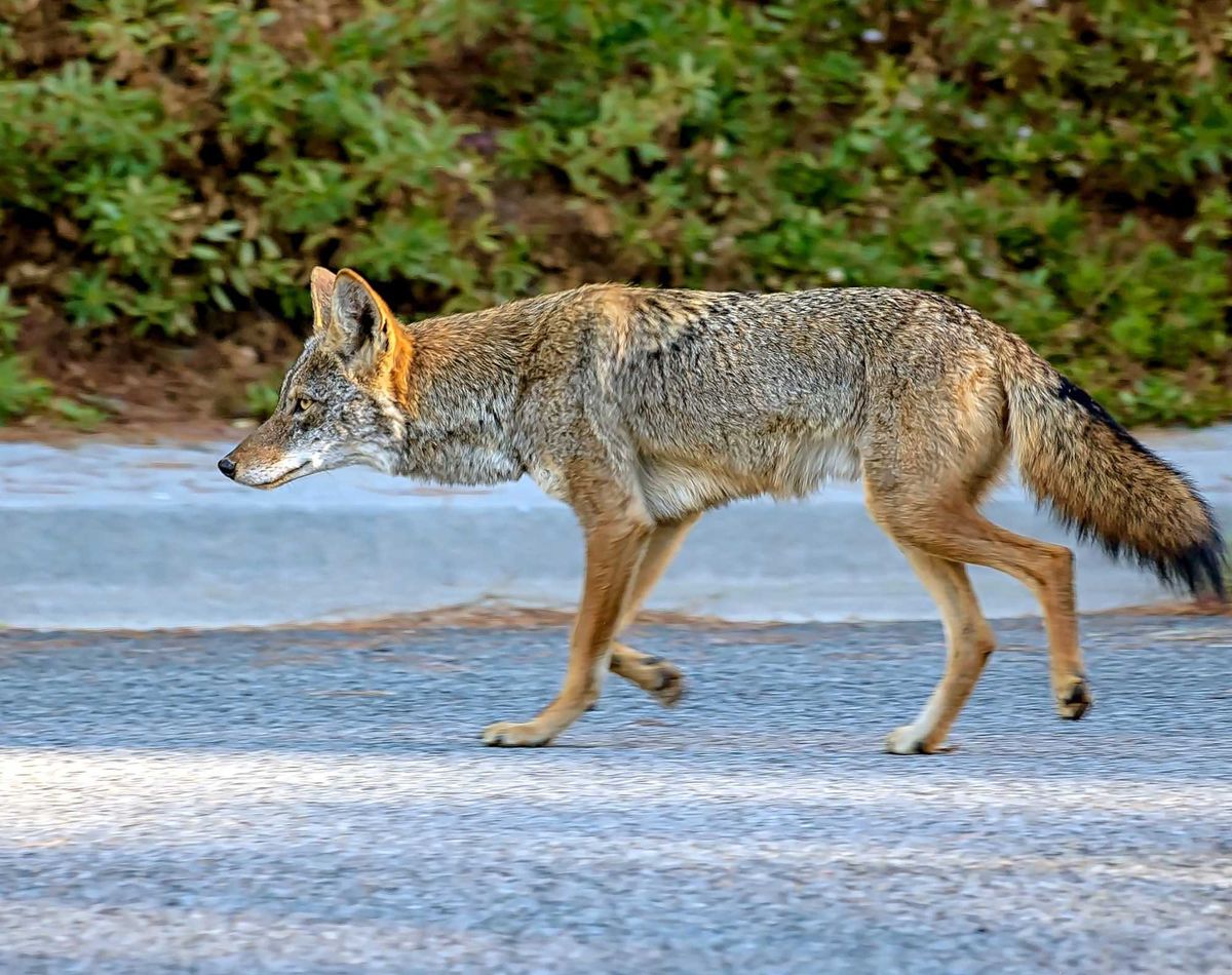 a coyote roaming on a street in California