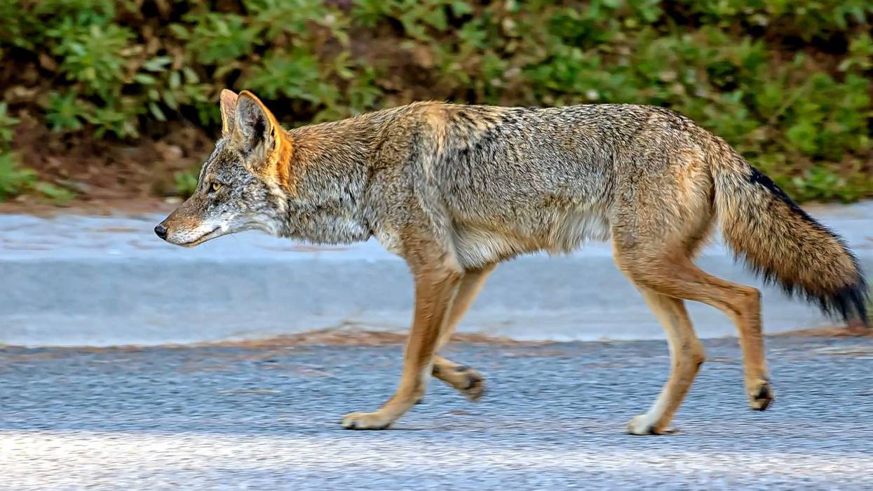 a coyote roaming on a street in California