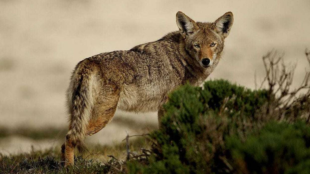 A coyote walks through the sand dunes during the first round of the AT&T Pebble Beach National Pro-Am at at the Spyglass Hill Golf Course on February 11, 2010 in Pebble Beach, California.