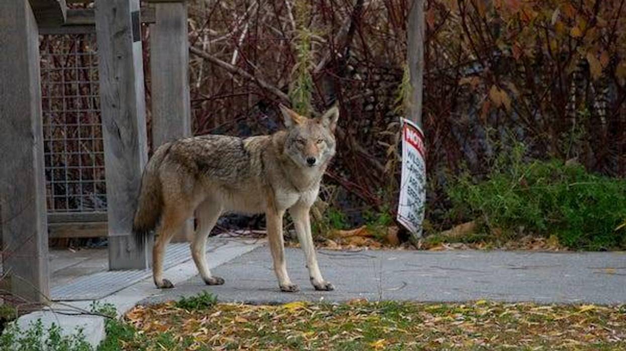 A coyote wandering around in the city, close to Oakbank Pond in City of Vaughn, Thornhill, Ontario, Canada