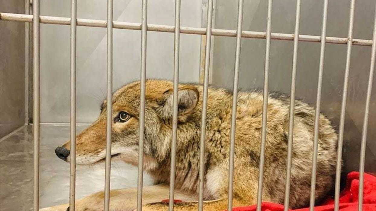 A coyote was in the care of Chicago Animal Care and Control after being tranquilized on Jan. 9, 2020.