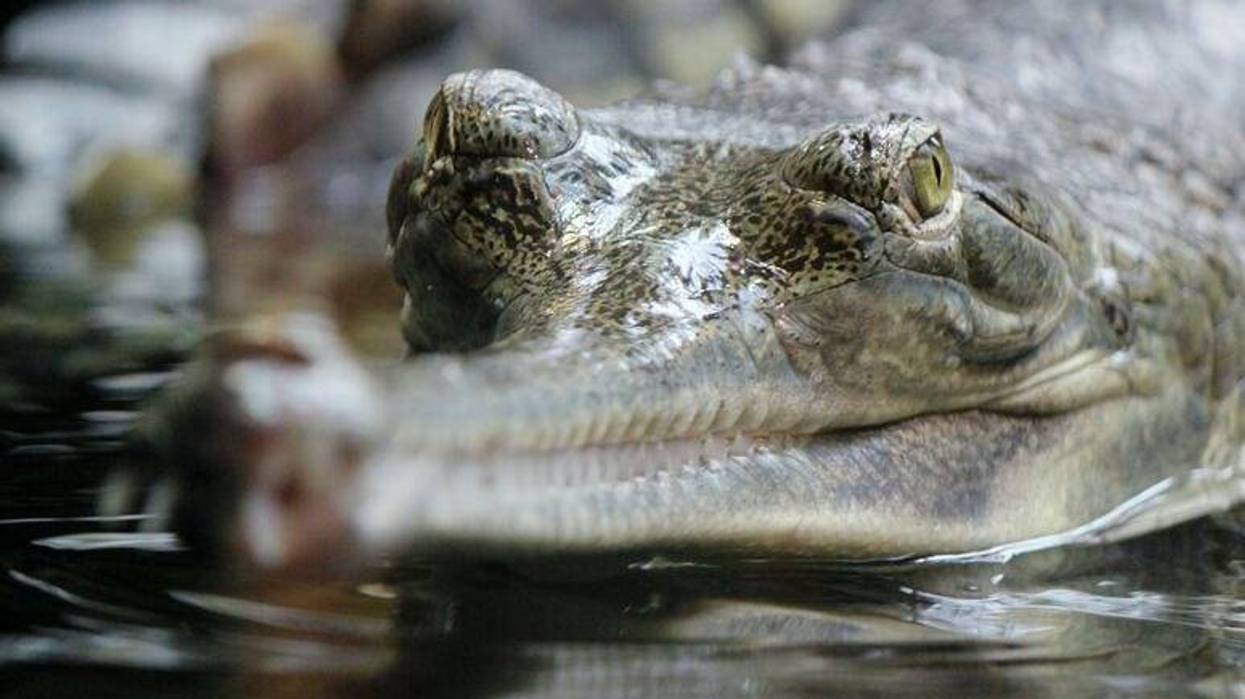 A crocodile