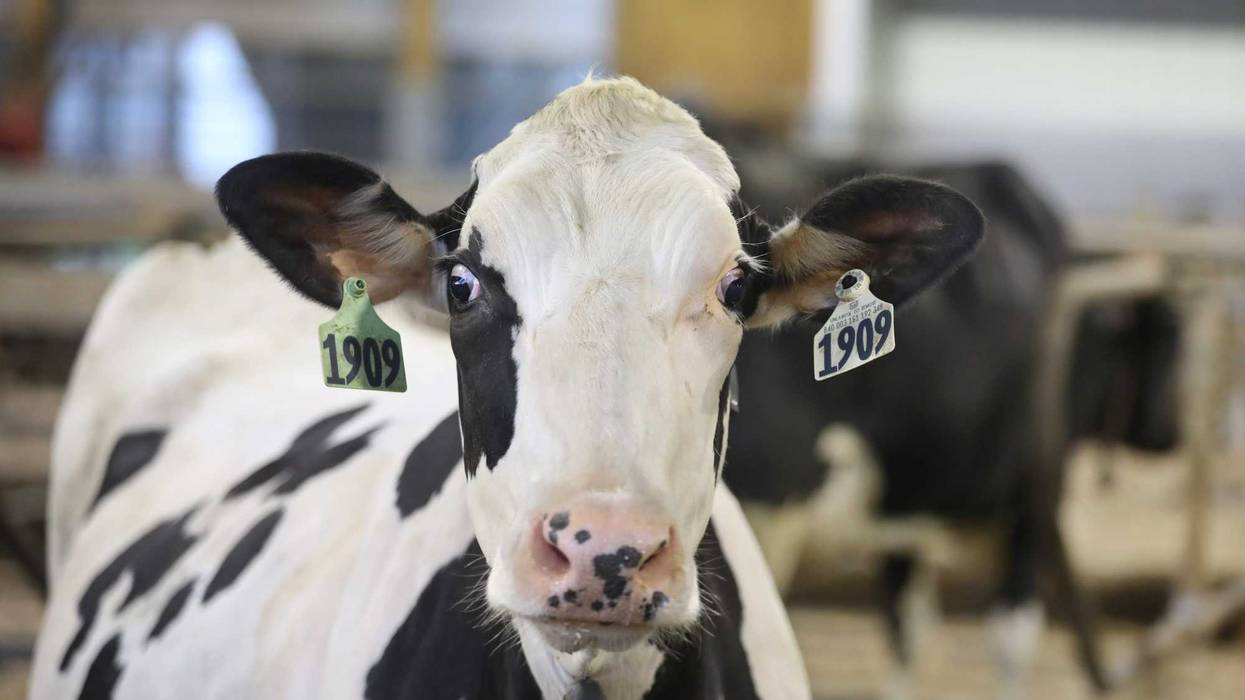 A curious Holstein cow takes a long look at the camera as she enjoys breakfast at Har-Go Farms in Pavilion Wednesday, August 5, 2020. Sd 080520 Dairy Farm E
