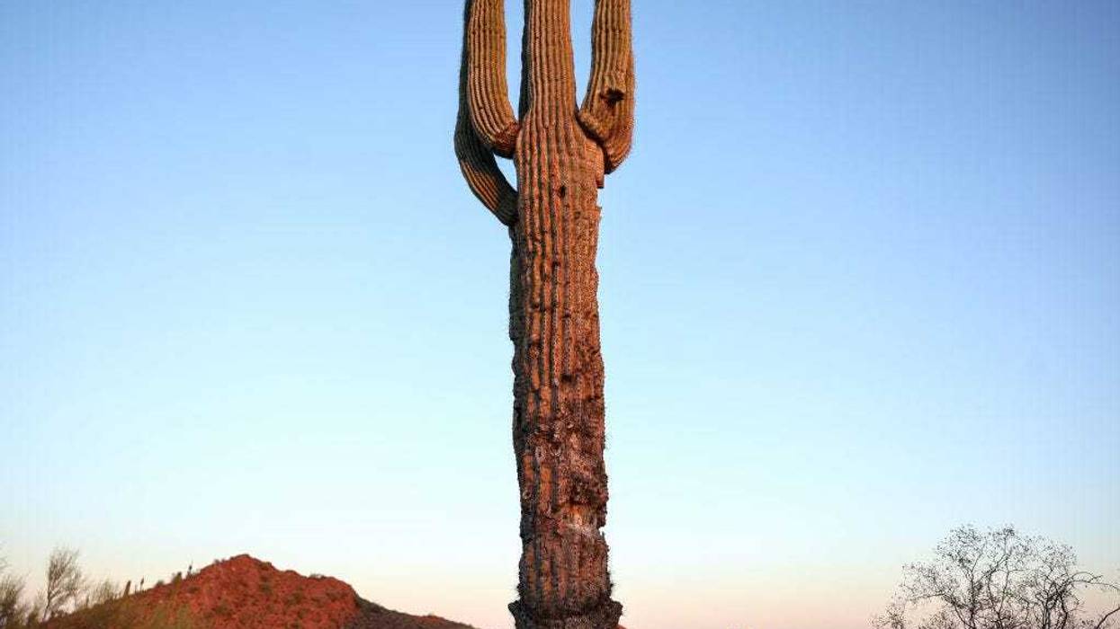 A damaged saguaro cactus stands in the Sonoran Desert on August 3, 2023 in Phoenix, Arizona.