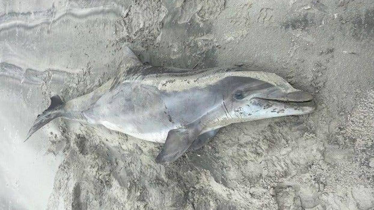 A dead bottlenose dolphin that washed ashore in Avalon on Monday.