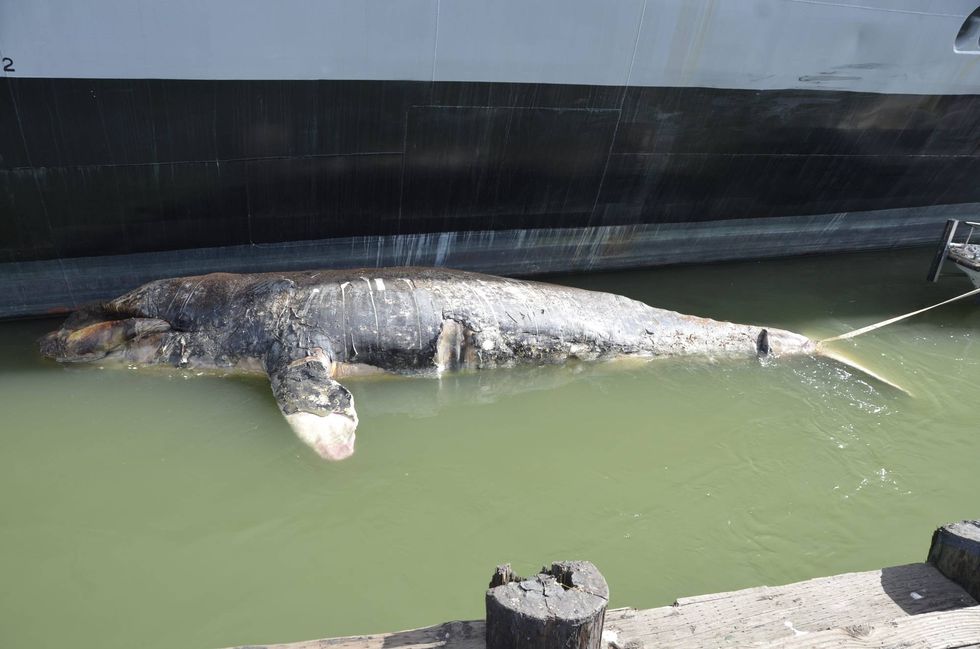 A dead gray whale is pictured adjacent to a boat pier at the Port of Oakland on May 6, 2021.