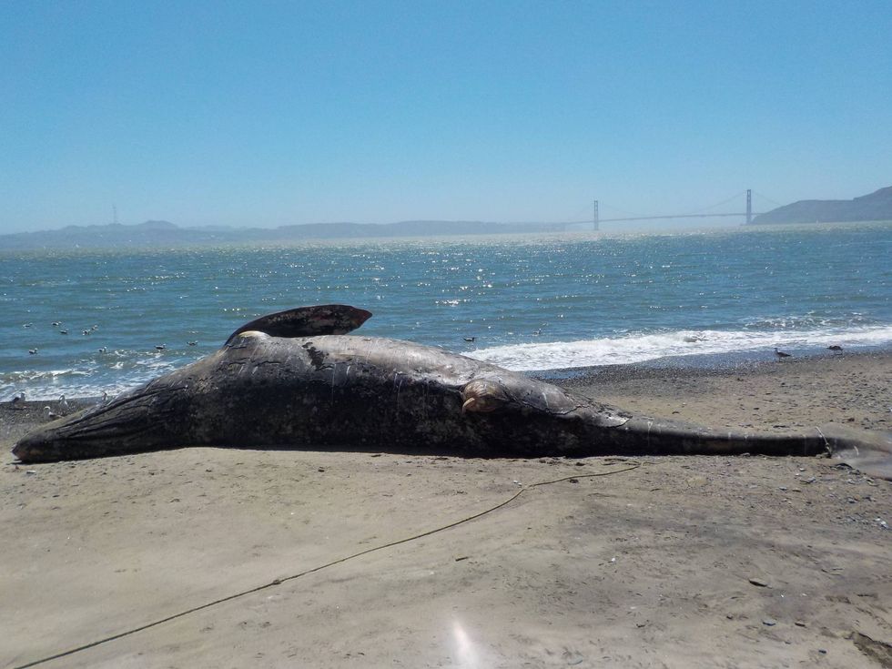 A dead gray whale is pictured in the surf line at Angel Island State Park on May 4, 2021.