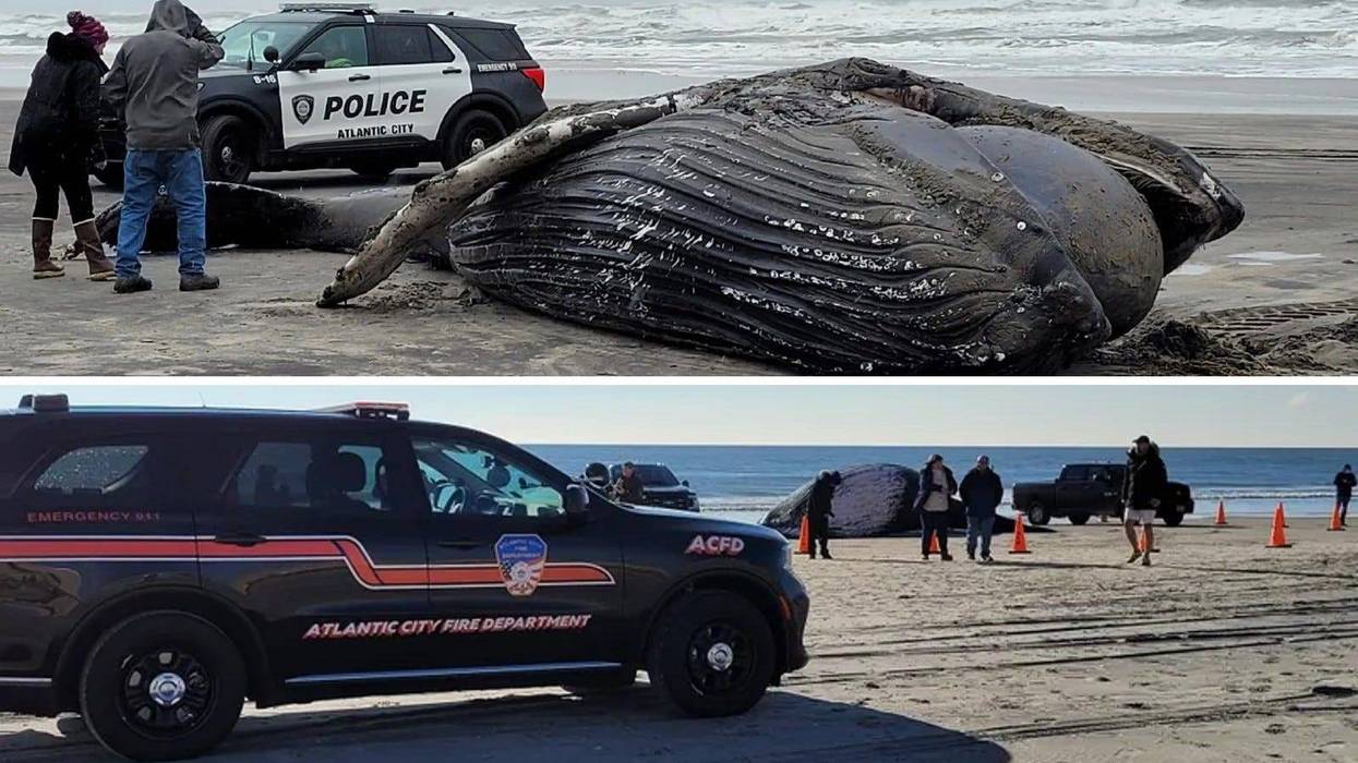A dead humpback whale washed ashore in Atlantic City on Dec. 23 (top) and another washed up on Jan. 7 (bottom).