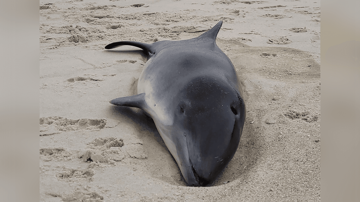A dead porpoise washed ashore at Ortley Beach in Toms River, New Jersey Tuesday morning.