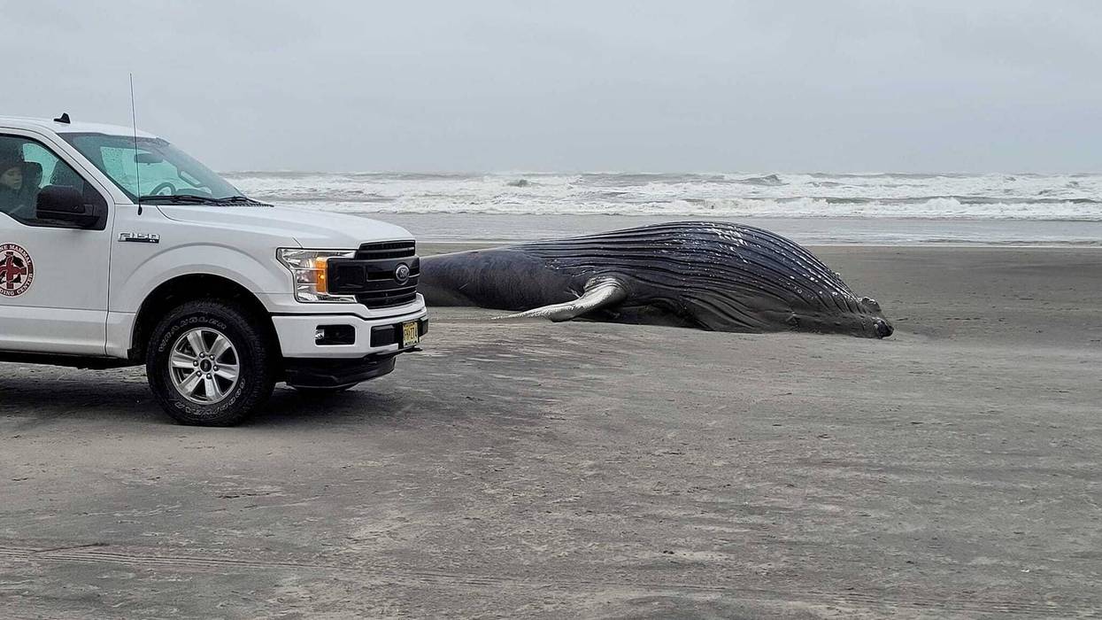 A dead whale on the Atlantic City shore.