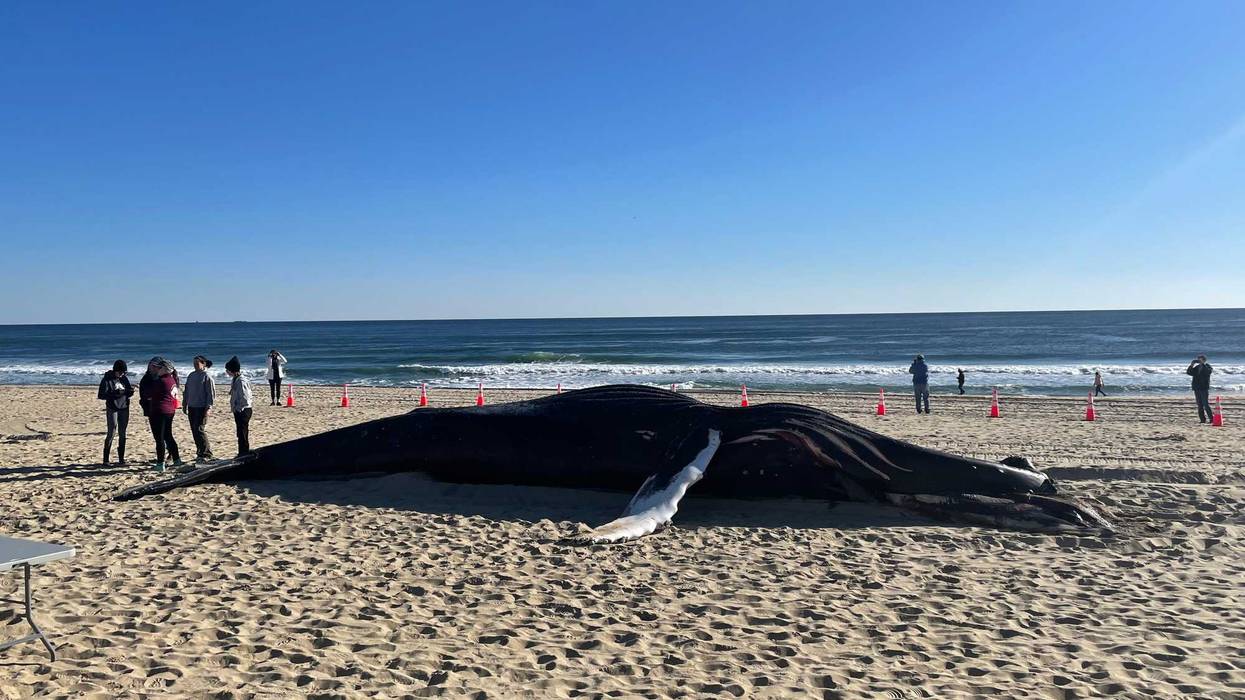 A dead whale washed ashore on a New Jersey beach Monday.