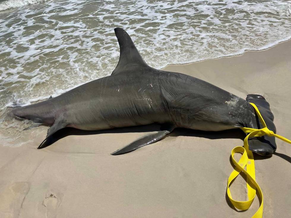 A deceased, 14-foot pregnant Great hammerhead shark washed ashore in Orange Beach.