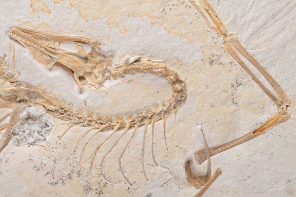 A detail shot of the archaeopteryx fossil, which the Field Museum unveiled on Monday.