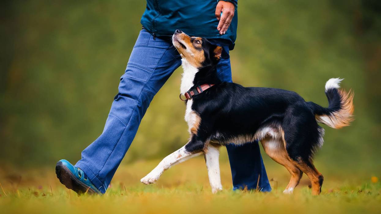 A dog being walked by a person.