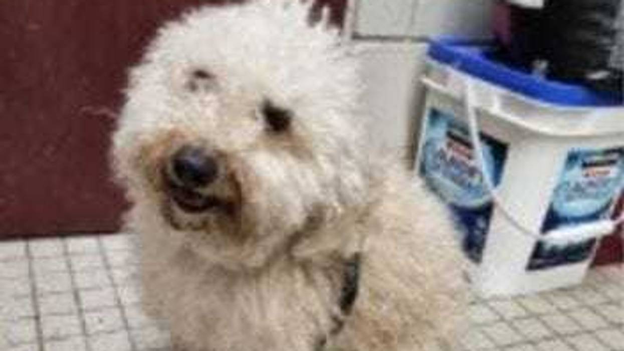 A dog, believed to be a 2-year-old Bichon Frise, was found abandoned in a New Jersey dumpster on Tuesday.