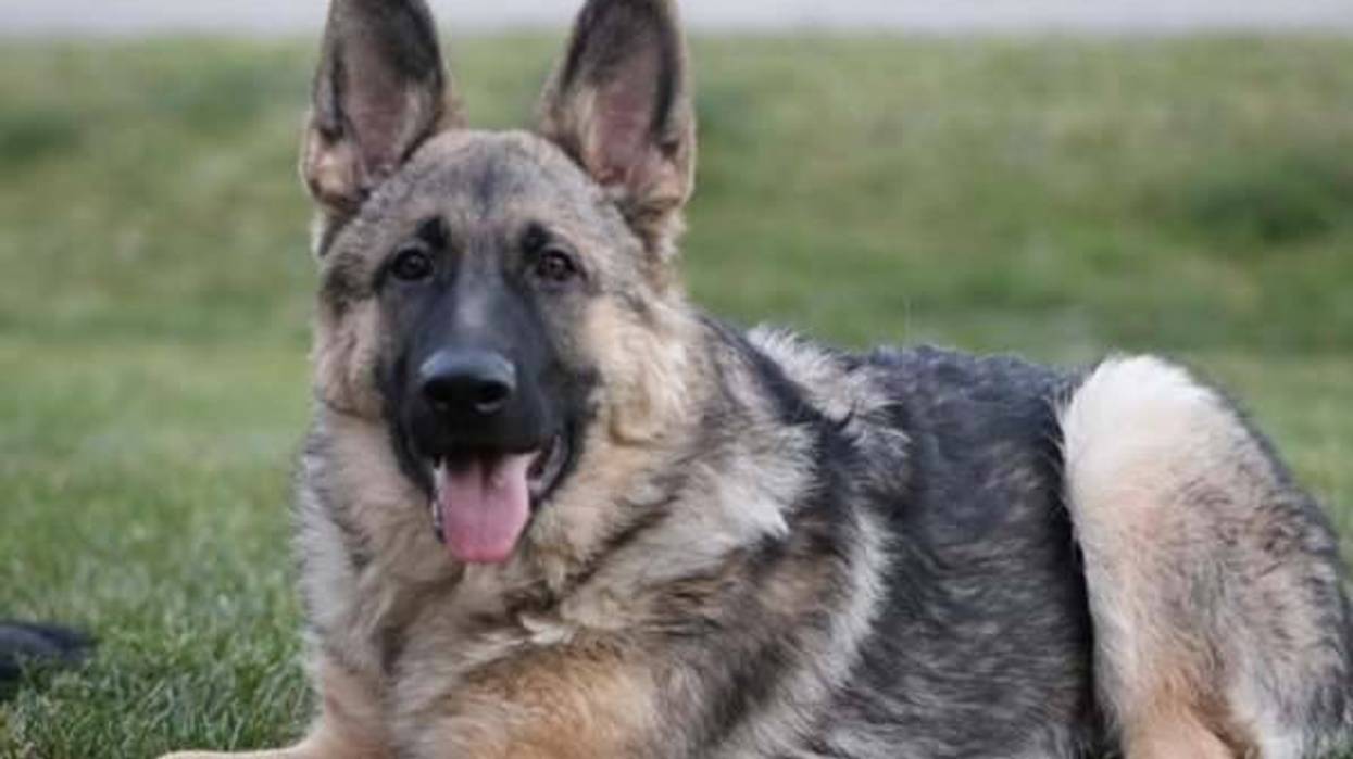 A dog disappeared after a crash