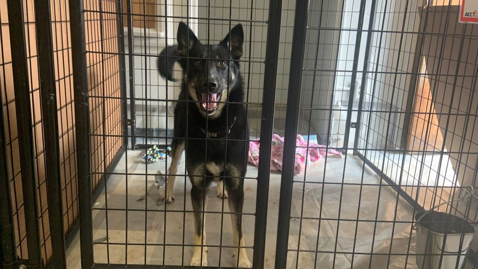 A dog exposed to an upper respiratory infection. ACCT Philly moved it to a temporary shelter in Tacony.