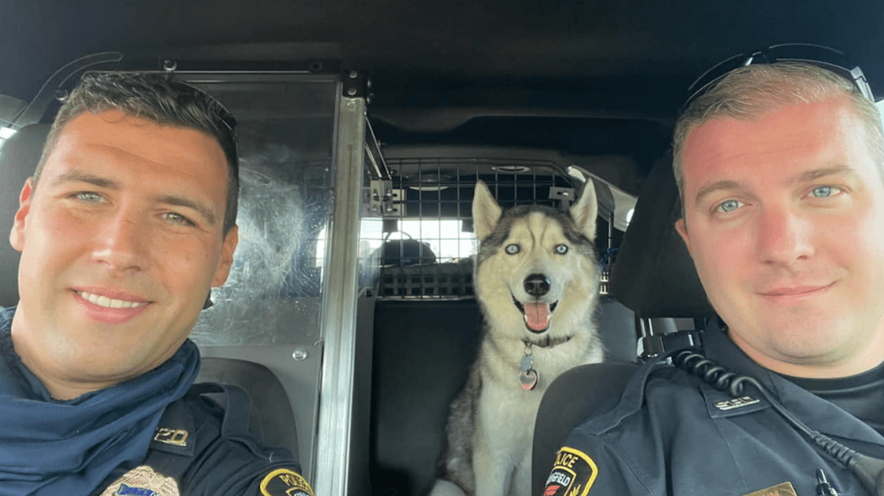 A dog in a car.